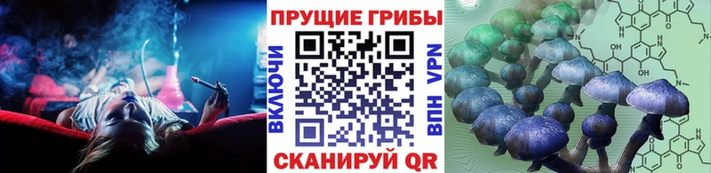где можно купить наркотик  Полярные Зори  Псилоцибиновые грибы прущие грибы 